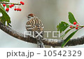 Chipping Sparrow 10542329