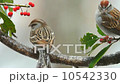 Chipping Sparrow 10542330