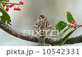 Chipping Sparrow 10542331
