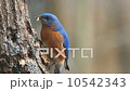 Bluebird 10542343