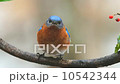 Bluebird 10542344