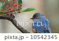 Bluebird 10542345