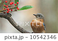 Bluebird 10542346