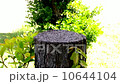 Termite's nesting 10644104
