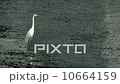 White Heron Standing in Shallow Water 10664159