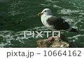 A seagull sitting on a rock by the Pacific Ocean in Morrow Bay California 10664162