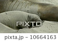 A young Elephant seal flipping sand on  its back, Big Sur, California 10664163