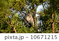 貓頭鷹   10671215