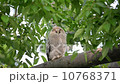 貓頭鷹   10768371