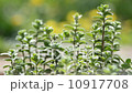 Herbs Oregano 10917708