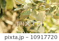 Animals Goose in the farm 10917720