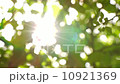 Sunlight Solar Power through leaves and branches of a tree 2 10921369
