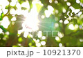 Sunlight Solar Power through leaves and branches of a tree 1 10921370