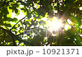 Sunlight Solar Power through leaves and branches of a tree 8 10921371