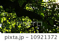 Sunlight Solar Power through leaves and branches of a tree 7 10921372