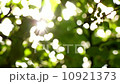 Sunlight Solar Power through leaves and branches of a tree 3 10921373