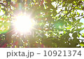 Sunlight Solar Power through leaves and branches of a tree 4 10921374