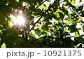 Sunlight Solar Power through leaves and branches of a tree 9 10921375