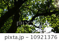 Sunlight Solar Power through leaves and branches of a tree 6 10921376