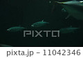 マグロの回遊　クロマグロの群れ 11042346