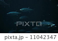 マグロの回遊　クロマグロの群れ 11042347