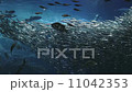 群れで泳ぐイワシ 11042353