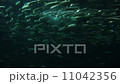 群れで泳ぐイワシ 11042356