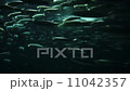 群れで泳ぐイワシ 11042357