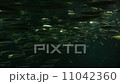 群れで泳ぐイワシ 11042360