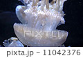 クラゲの動き 11042376