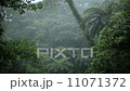 雨降るヤンバルの森林 11071372