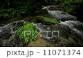 やんばるの清流 11071374