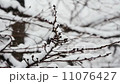 snow          11076427