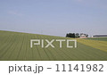 Wind and wheat 11141982
