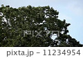 強風に煽られる木 11234954