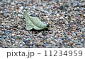 砂利道の葉 11234959