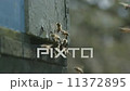 close up view of bees entering their hive 11372895