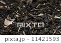 ヤスデ 11421593