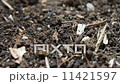 ヤスデ 11421597