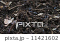 ヤスデ 11421602