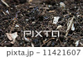 ヤスデ 11421607
