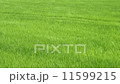 風に揺れる緑の米田の苗 11599215