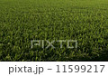 風に揺れる9月の米田 11599217