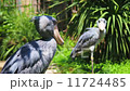 鯨頭鸛 11724485
