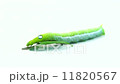 Giant Asian Caterpillar and Leaf. 11820567
