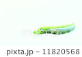 Giant Asian Caterpillar Looking Around. 11820568