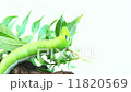 Giant Asian Caterpillar Eating Leaves. 11820569