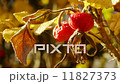 Mature rosehip 11827373