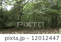 Gnarly beech tree pan to clearing in Epping Forest, England 12012447