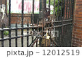 Locked gate with rusty chain and padlock leading to scruffy yard with brick walls 12012519